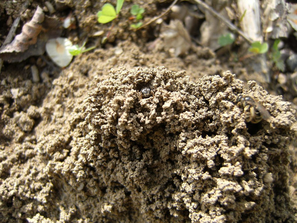 Apidae Halictinae sulla tana:  cfr. Halictus sp.